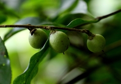 Camellia caudata, photograph author not stated, no rights reserved