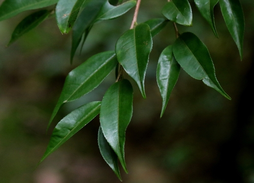 Camellia caudata, photograph 2