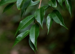 Camellia caudata, photograph author not stated, no rights reserved