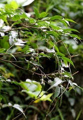 Camellia caudata, photograph author not stated, no rights reserved