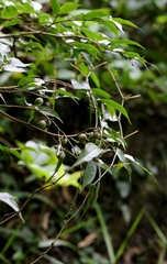 Camellia caudata, photograph author not stated, no rights reserved