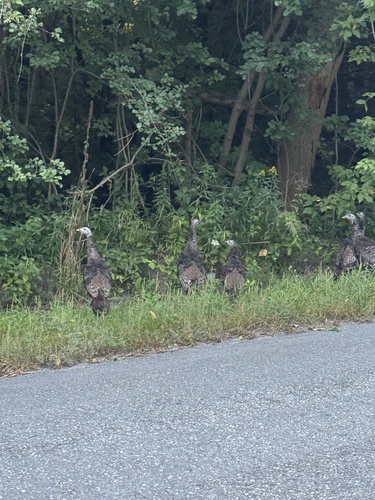 Wild Turkey