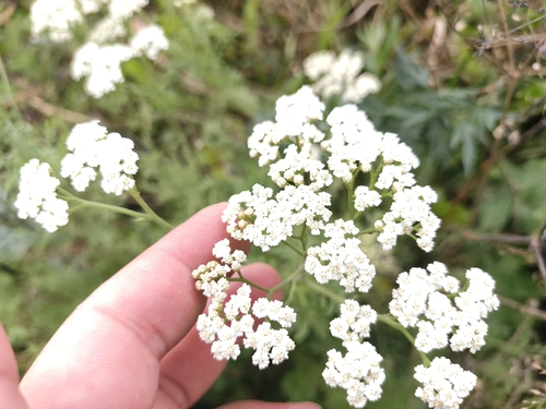 Achillea nobilis