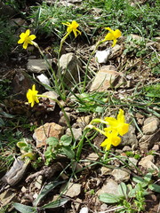 Narcissus assoanus