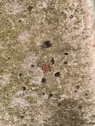 European Firebug