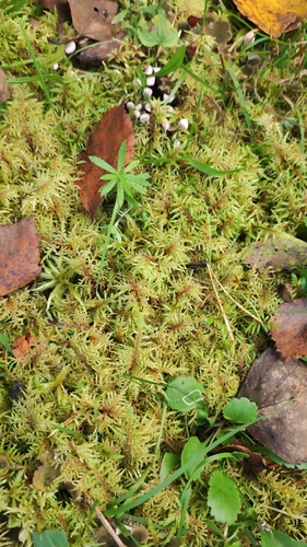 stairstep moss