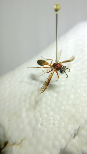 Polybia sericea