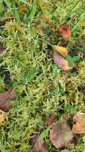 Red-stemmed Feather Moss