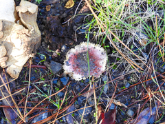 Russula purpureoflava