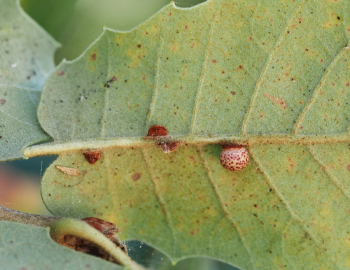 Oyster Gall Wasp