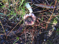 Russula purpureoflava