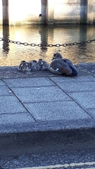 Alopochen aegyptiaca