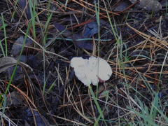 Russula purpureoflava