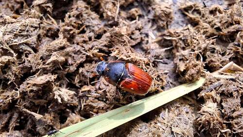 Coprimorphus scrutator
