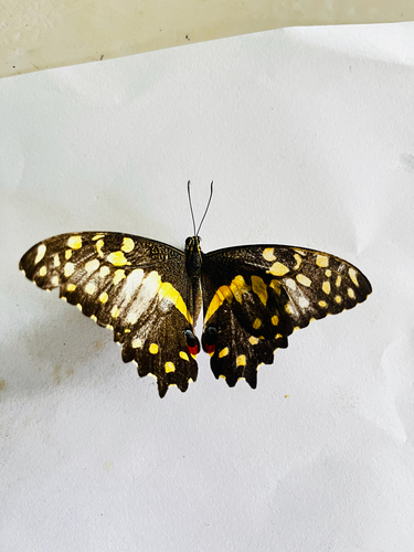 Citrus Swallowtail