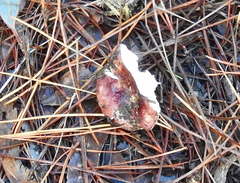 Russula purpureoflava