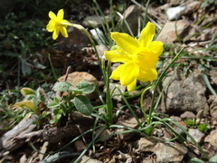 Narcissus assoanus
