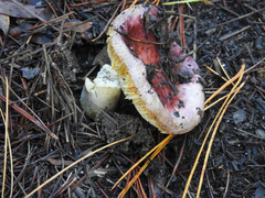 Russula purpureoflava