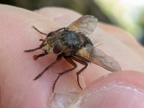 Common Tachinid