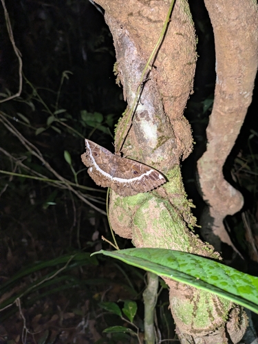 Erebus crepuscularis