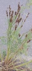 Astragalus asper