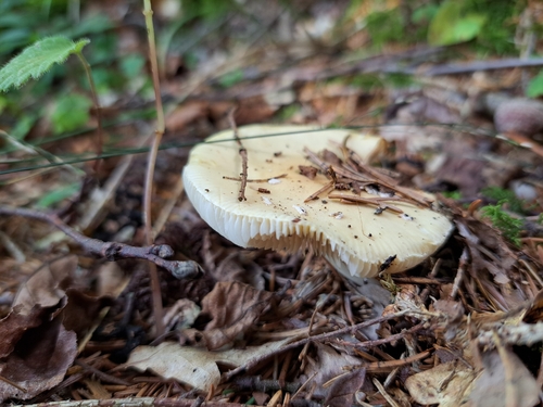 jewelled amanita