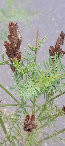 Astragalus asper, photograph 2