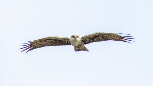 iNaturalist image