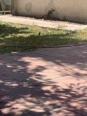 Passer domesticus