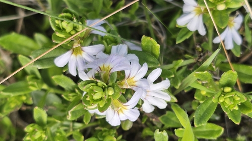 Scaevola albida, photograph 3