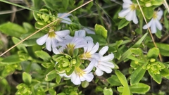 Scaevola albida, photograph (c) Rosalie Lawrence, some rights reserved (CC BY)