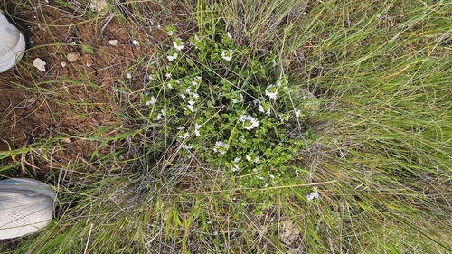 Scaevola albida, photograph 4