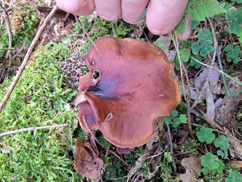 Bay Polypore
