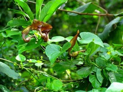 Aristolochia maxima