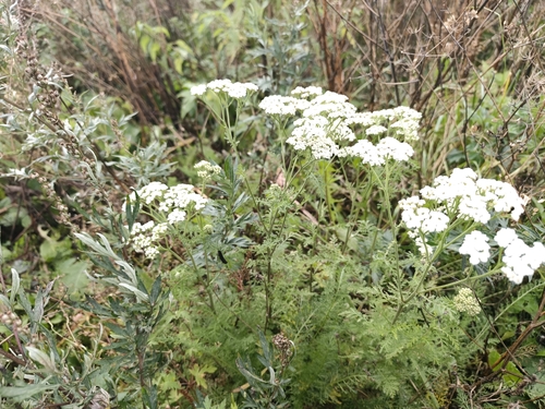 Achillea nobilis, photograph 1