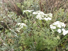 Achillea nobilis, photograph (c) Евгений Маринкин, some rights reserved (CC BY)