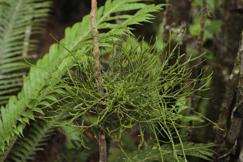 Korthalsella disticha observed 2024-04-13