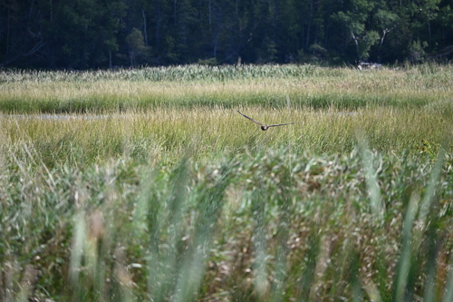 Northern Harrier