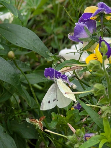 Small White