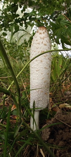 Shaggy Mane