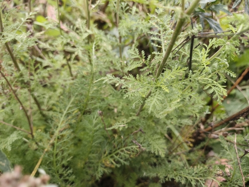 Achillea nobilis, photograph 2