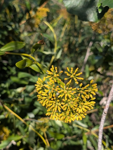 Bupleurum fruticosum