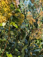 Bupleurum fruticosum, photograph author not stated, no rights reserved