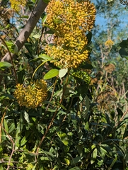Bupleurum fruticosum, photograph author not stated, no rights reserved