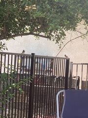 Passer domesticus