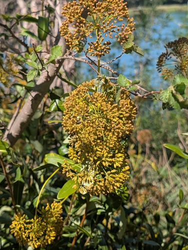 Bupleurum fruticosum, photograph 4