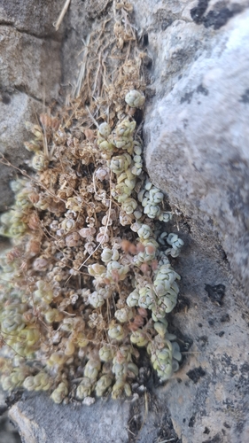 thick-leaved stonecrop