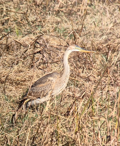 Purple Heron