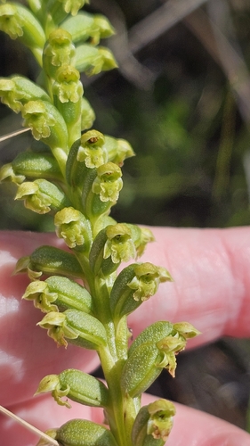 Microtis arenaria, photograph 5