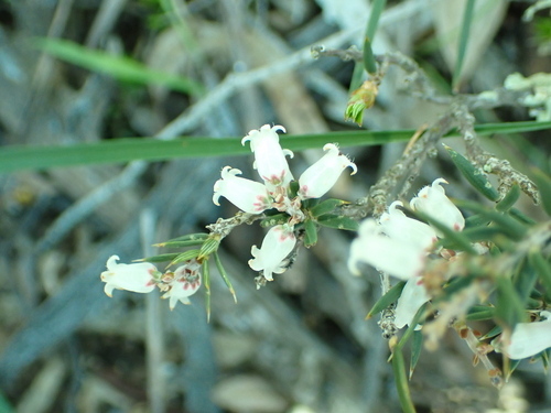 peach heath